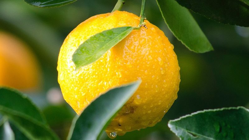 CRS软件与同类软件的差异化解析